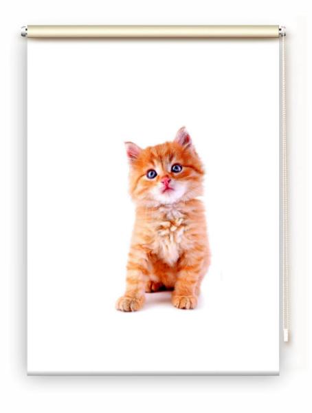 Rollo Lion Katzenbaby, Rollo, Motivrollo, Rollo mit Druck, Fotorollo, bedrucktes Rollo, Fensterrollo,verdunkelndes Rollo, Sonnenschutz Rollo